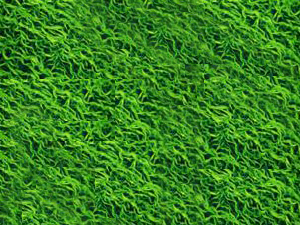 天然螺旋藻的功效与作用