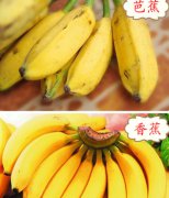 香蕉和芭蕉的区别 哪个营养价值