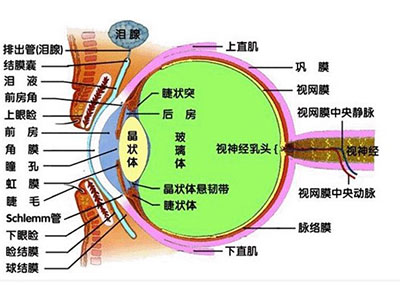 你知道眼睑是哪里吗_好医生网