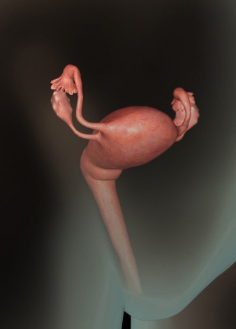 ̥ ̥ɳ ̥