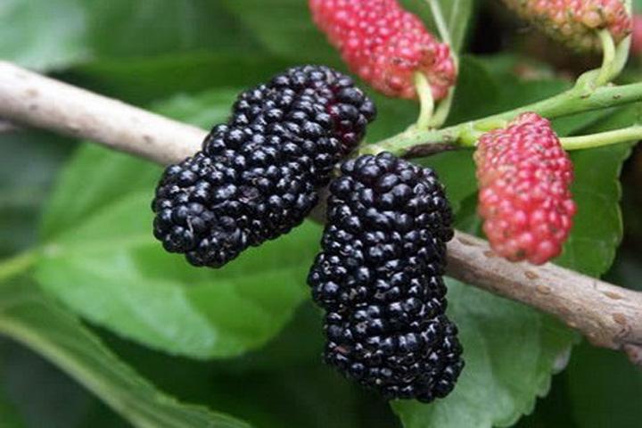 桑葚美味又营养 切不可过量使用哦