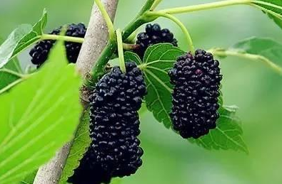 桑葚美味又营养 切不可过量使用哦